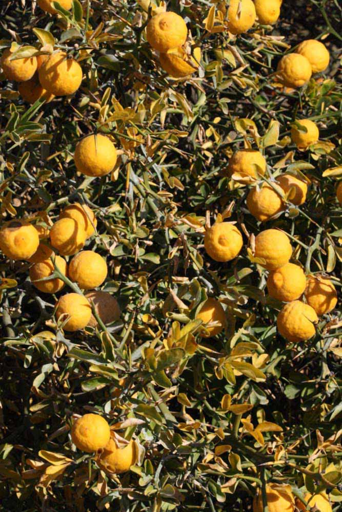            Habit (Riverside, CA)   